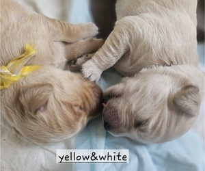 Golden Retriever Puppy for sale in ELKHART, TX, USA