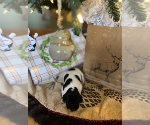 Medium Photo #2 German Shorthaired Pointer Puppy For Sale in BOONVILLE, IN, USA