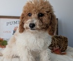 Puppy Eliza Poodle (Miniature)