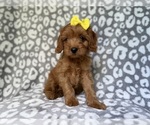 Small #5 Cavapoo (Miniature)