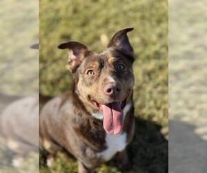 Texas Heeler-Unknown Mix Dogs for adoption in West Valley, UT, USA