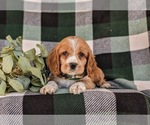Small Photo #5 Cocker Spaniel Puppy For Sale in NEW HOLLAND, PA, USA