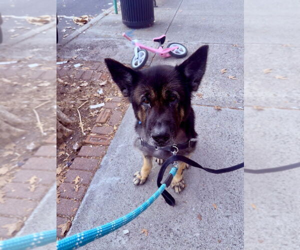 Medium Photo #11 Mutt Puppy For Sale in Elmsford, NY, USA