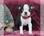 Small Photo #6 Boston Terrier Puppy For Sale in PORT ROYAL, PA, USA