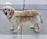 Small #26 Golden Retriever