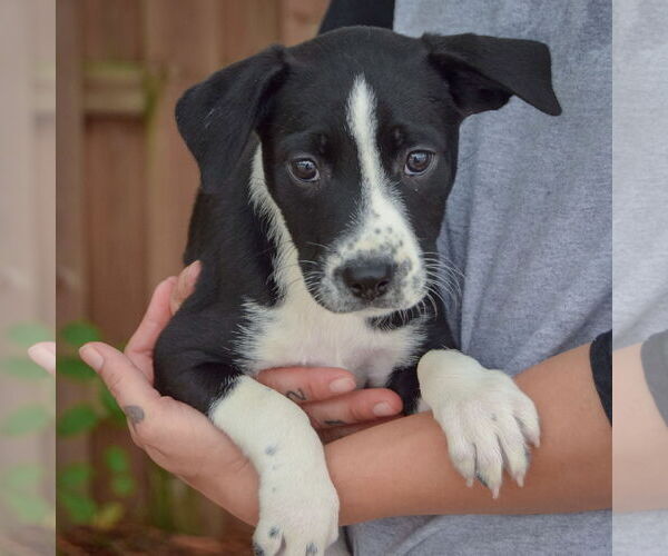 Medium Photo #3 Australian Shepherd-Unknown Mix Puppy For Sale in Huntley, IL, USA