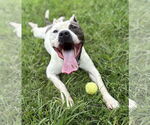 Small #1 American Pit Bull Terrier Mix