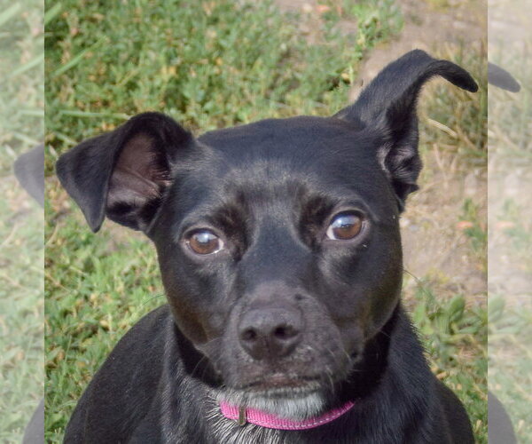 Medium Photo #1 Mutt Puppy For Sale in Huntley, IL, USA