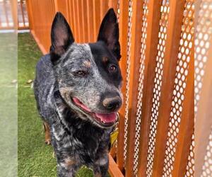 Texas Heeler-Unknown Mix Dogs for adoption in Las Vegas, NV, USA