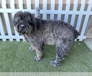 Bouvier Des Flandres Dogs for adoption in Modesto, CA, USA