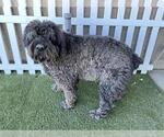 Small Bouvier Des Flandres