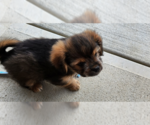 Small Photo #3 ShiChi Puppy For Sale in Aurora, IN, USA