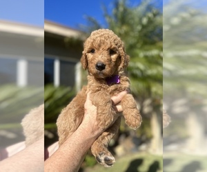 Goldendoodle Puppy for sale in TORRANCE, CA, USA