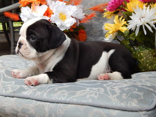 Medium French Bulldog-Miniature Bulldog Mix