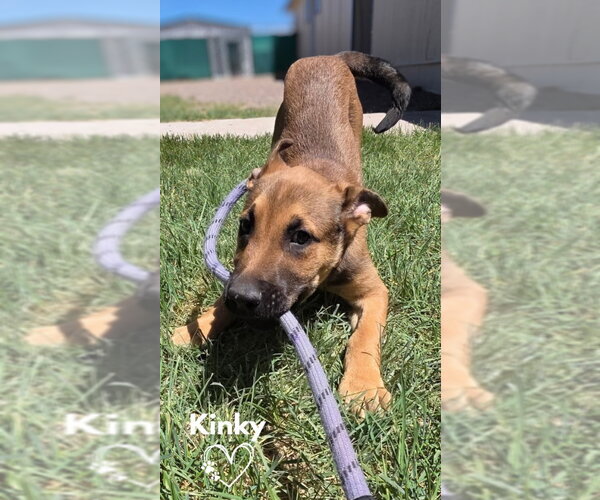 Medium Photo #1 American Pit Bull Terrier-German Shepherd Dog Mix Puppy For Sale in Monte Vista, CO, USA