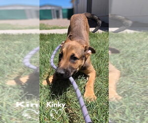 American Pit Bull Terrier-German Shepherd Dog Mix Dogs for adoption in Monte Vista, CO, USA