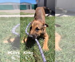 Small American Pit Bull Terrier-German Shepherd Dog Mix
