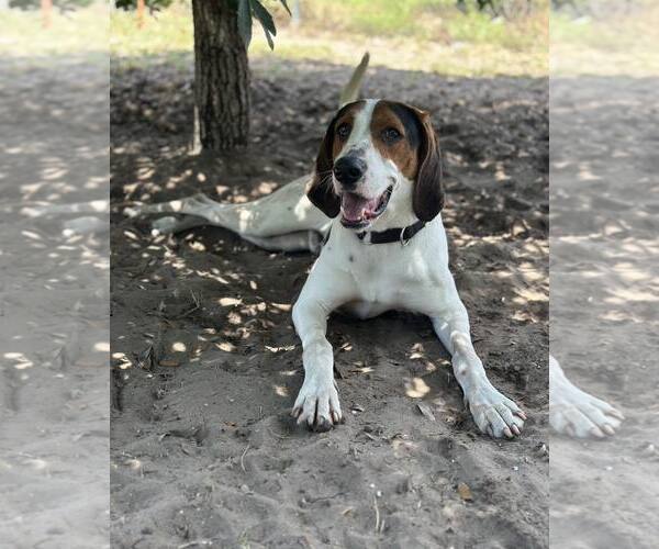 Medium Photo #11 Mutt Puppy For Sale in North Myrtle Beach, SC, USA