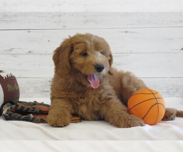 Medium Photo #2 Goldendoodle (Miniature) Puppy For Sale in HANCOCK, MN, USA