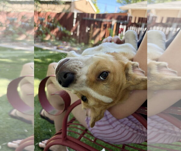 Medium Photo #3 American Pit Bull Terrier-Unknown Mix Puppy For Sale in Sandy, UT, USA