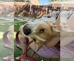 Small #2 American Pit Bull Terrier Mix