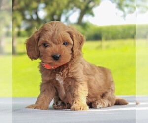 Goldendoodle-Poodle (Miniature) Mix Puppy for sale in MYERSTOWN, PA, USA