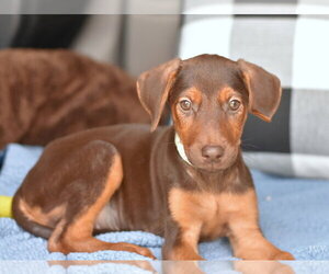 Doberman Pinscher-Unknown Mix Dogs for adoption in Brewster, NY, USA