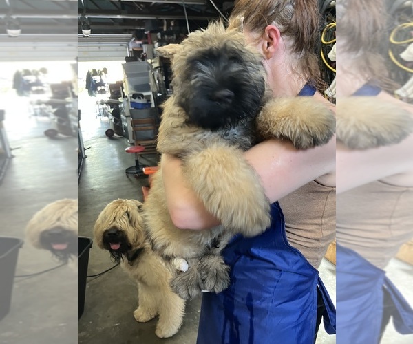 Medium Photo #1 Bouvier Des Flandres Puppy For Sale in LOUISVILLE, KY, USA