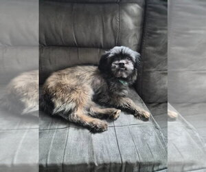 Shih Tzu Dogs for adoption in Walnutport, PA, USA