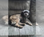 Luna - Female Shih Tzu Dog for Adoption - Small photo