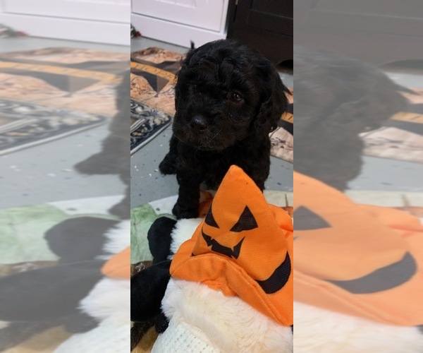 Medium Photo #2 YorkiePoo Puppy For Sale in WASHINGTON COURT HOUSE, OH, USA