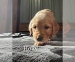 Small Photo #20 Golden Retriever Puppy For Sale in LE ROY, MN, USA