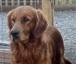Father of the Goldendoodle puppies born on 12/02/2024