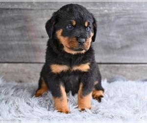 Rottweiler Puppy for sale in MILLERSBURG, OH, USA
