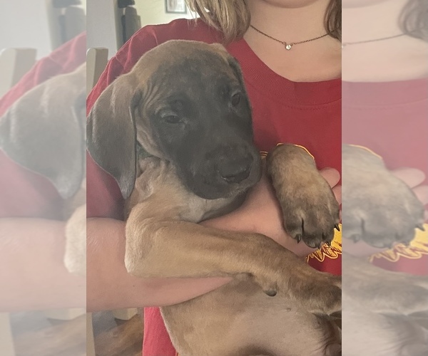 Medium Photo #9 Great Dane Puppy For Sale in JOHNSTOWN, OH, USA