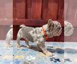 Small #4 French Bulldog