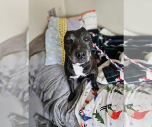 Labrador Retriever-Unknown Mix Dogs for adoption in McKinney, TX, USA