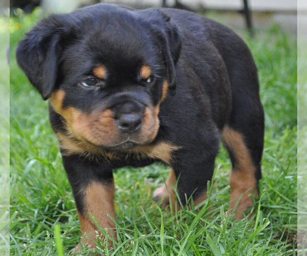 Medium Photo #2 Rottweiler Puppy For Sale in LYONS, OR, USA