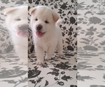 Small Photo #8 Shiba Inu Puppy For Sale in RIVERSIDE, CA, USA