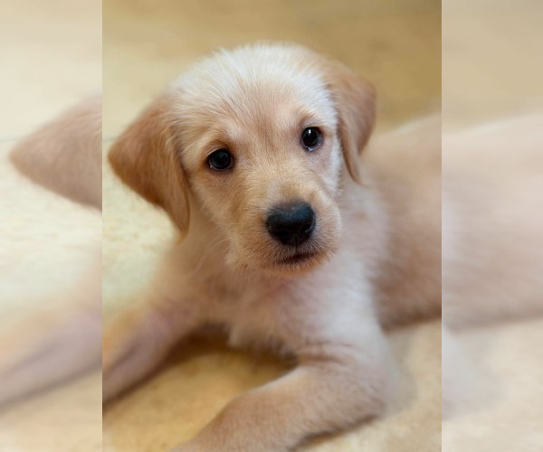 Medium Photo #1 Labrador Retriever-Unknown Mix Puppy For Sale in Mount Pleasant, SC, USA