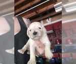 Small Photo #15 English Cream Golden Retriever Puppy For Sale in VACAVILLE, CA, USA