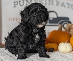 Small #7 Poodle (Miniature)