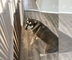 Small #1 German Shepherd Dog-Huskies  Mix