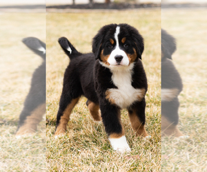 Medium Bernese Mountain Dog