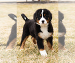 Puppy Bernie Bernese Mountain Dog