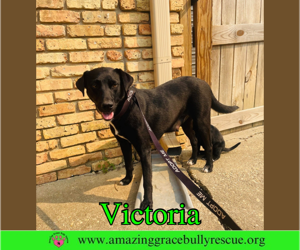 Medium Photo #1 Labrador Retriever-Unknown Mix Puppy For Sale in Milton, FL, USA