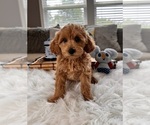 Small Photo #2 Goldendoodle (Miniature) Puppy For Sale in INDIANAPOLIS, IN, USA