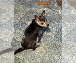 Small Chihuahua