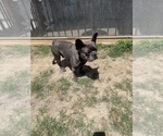 Small #3 French Bulldog