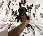 Puppy Red Cane Corso